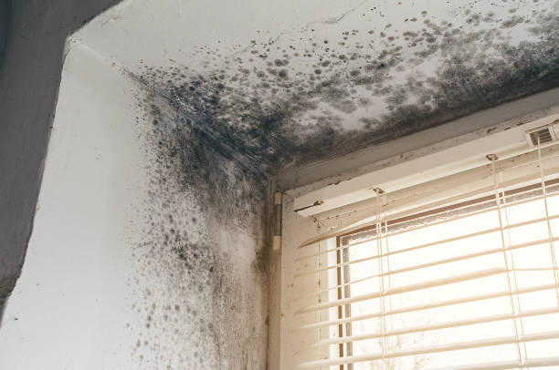 Affordable Mold Remediation solutions in East Brunswick, NJ